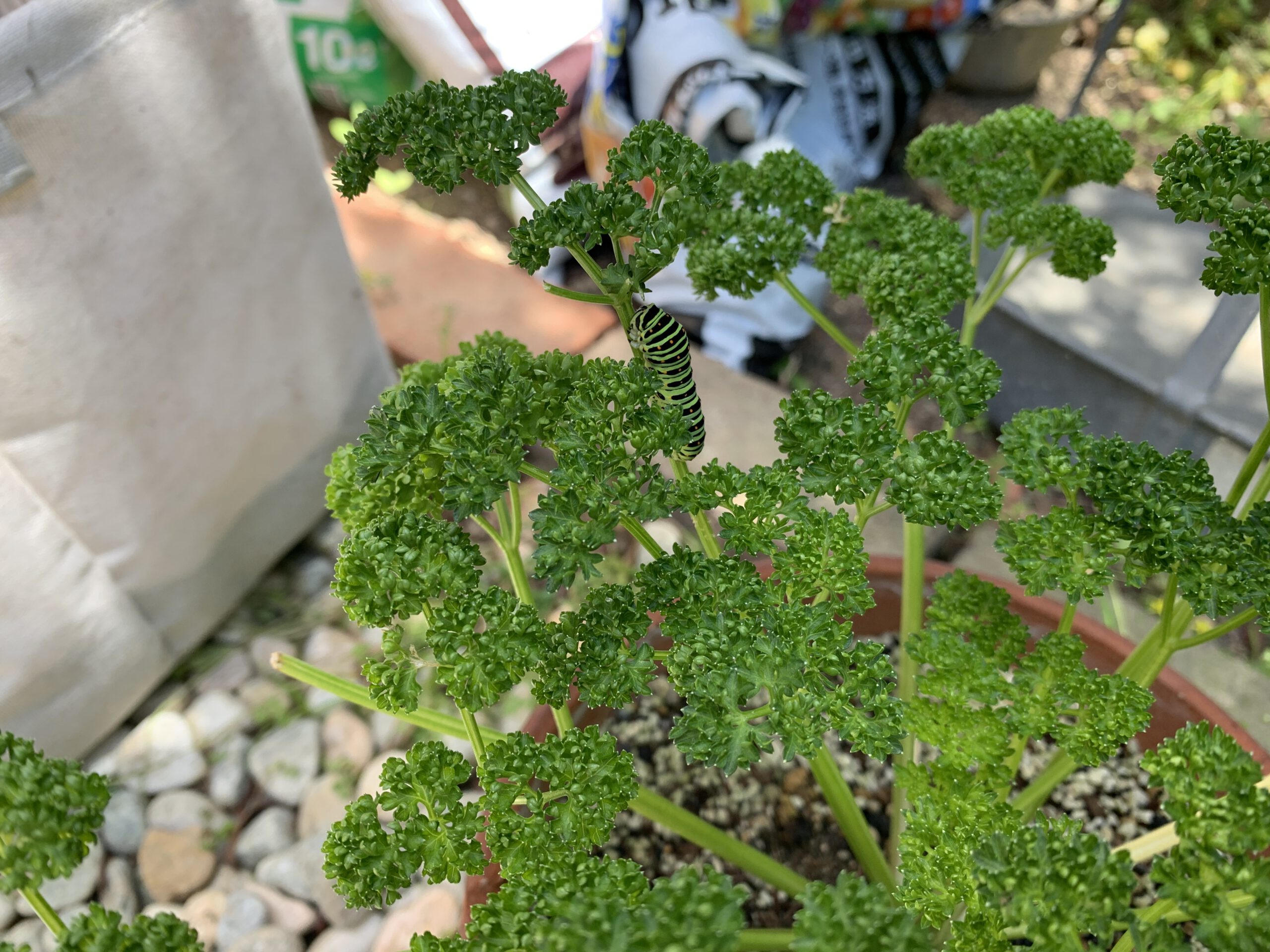 パセリにいたキアゲハの幼虫 - 家庭菜園と園芸の記録
