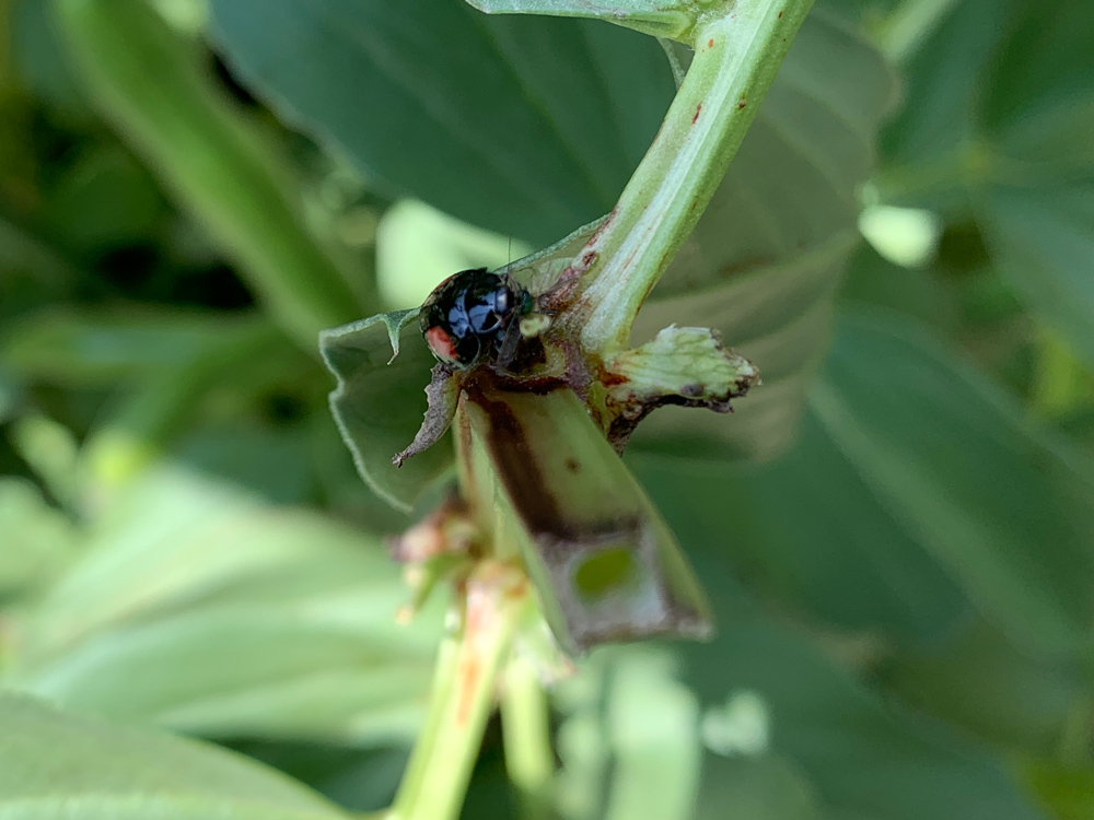 アブラムシを食べるテントウムシ